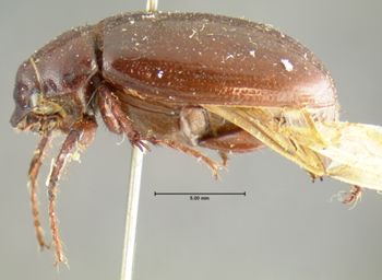 Media type: image;   Entomology 3251 Aspect: habitus lateral view